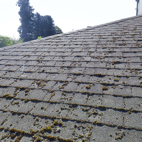 School roof with growth